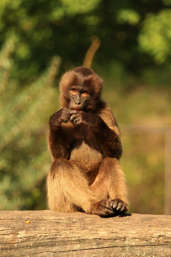 Inside the Wild World of Monkeys: Uncovering Their Secrets, Habitats, and the Urgent Need for Conservation