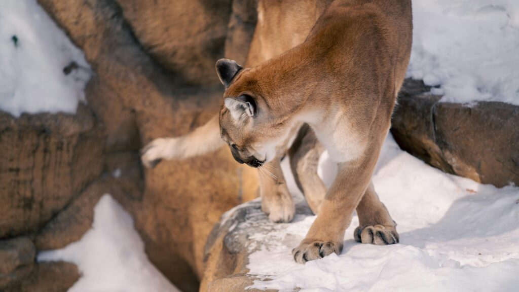 The Majestic Puma: The Stealthy Predator of the Americas