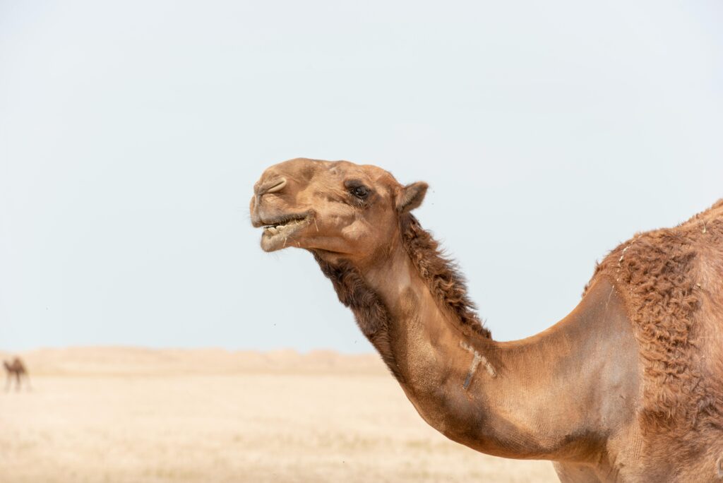 The Marvel of the Camel: Nature’s Desert Survivor