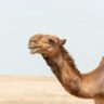 The Marvel of the Camel: Nature’s Desert Survivor