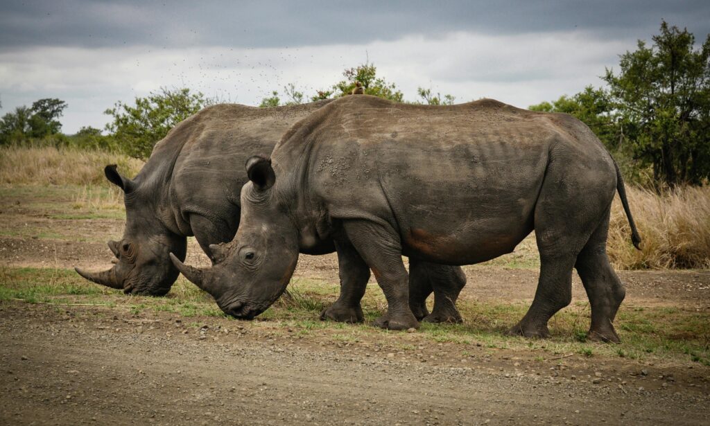 Wild Animals: Guardians of the Earth’s Biodiversity