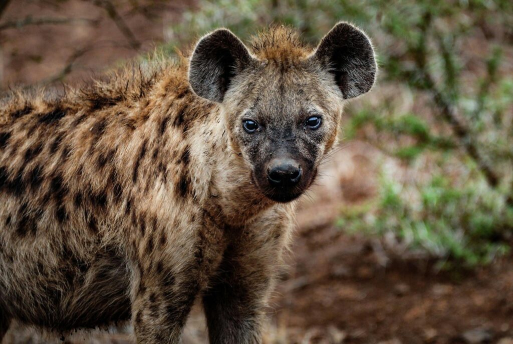 The Hyena: Nature’s Misunderstood Master of Survival