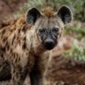 The Hyena: Nature’s Misunderstood Master of Survival