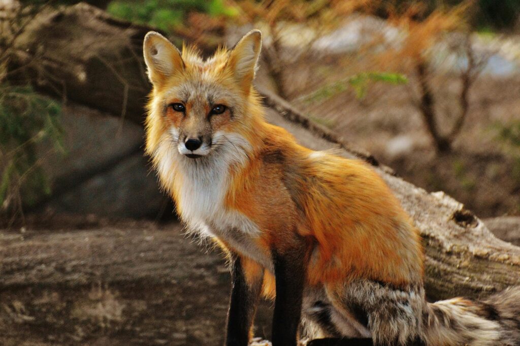 The Fascinating World of Foxes: Nature’s Clever Creatures