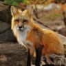 The Fascinating World of Foxes: Nature’s Clever Creatures