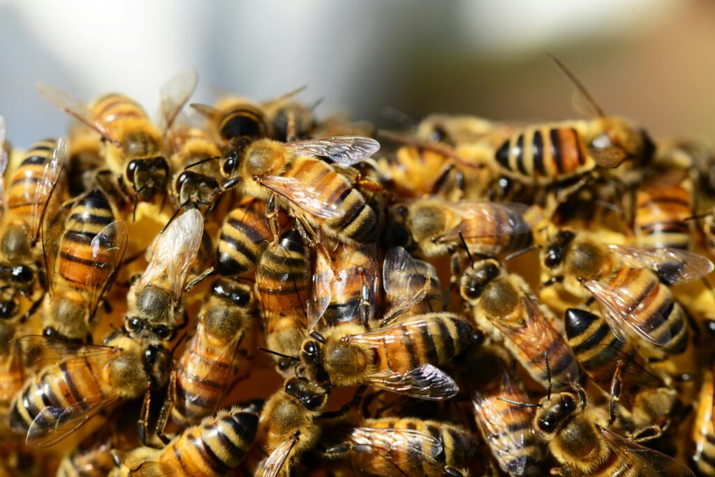 The Buzz About Bees: Nature’s Essential Pollinators