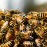 The Buzz About Bees: Nature’s Essential Pollinators