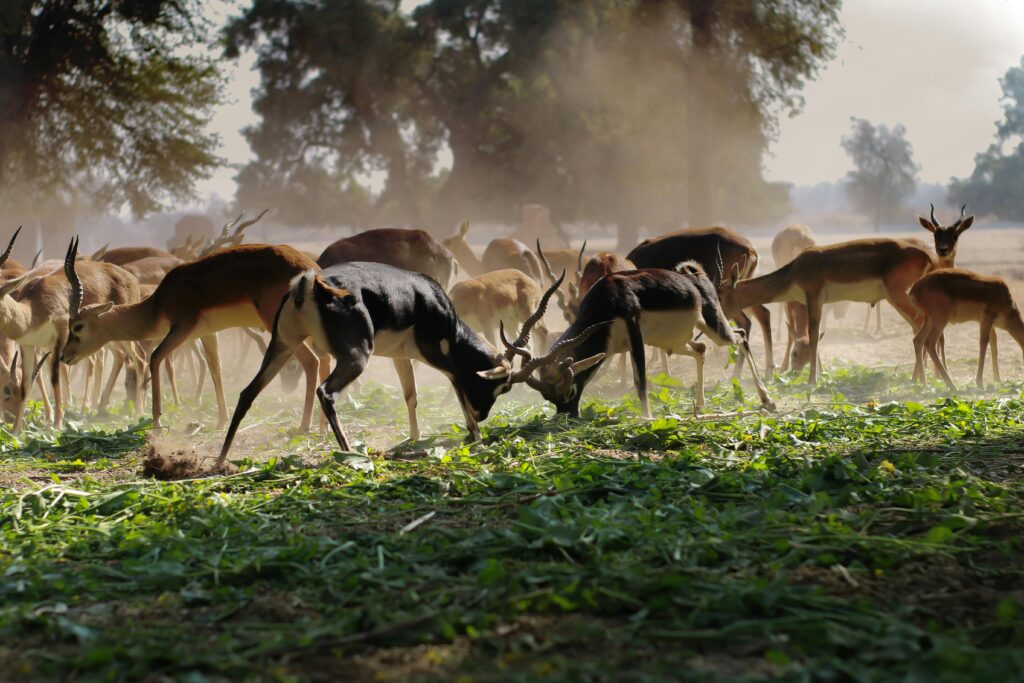 The Graceful Antelope: A Look at One of Nature’s Most Agile Grazers