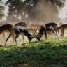 The Graceful Antelope: A Look at One of Nature’s Most Agile Grazers