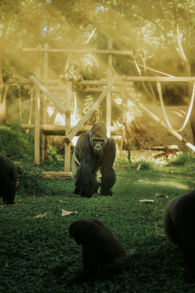 The Majestic World of Gorillas: Unveiling Their Lives, Habitats, and Conservation Needs